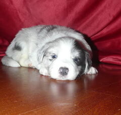 Foto 6 van de pups