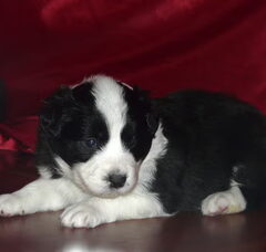Foto 7 van de pups