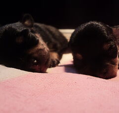 Foto 2 van de pups
