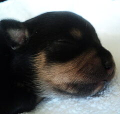 Foto 3 van de pups