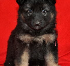Foto 2 van de pups