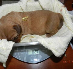 Foto 2 van de pups