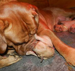Foto 3 van de pups