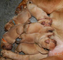 Foto 2 van de pups