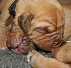 Foto 3 van de pups