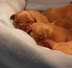 Foto 2 van de pups