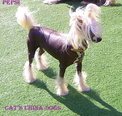 Foto 2 van Cat's China Dogs