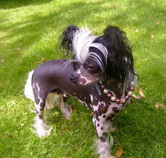 Foto 3 van Cat's China Dogs