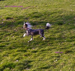 Foto 5 van Cat's China Dogs