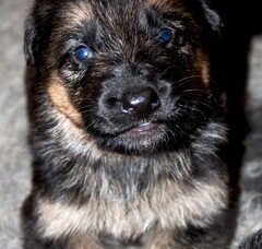 Foto 2 van de pups