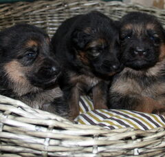 Foto 3 van de pups