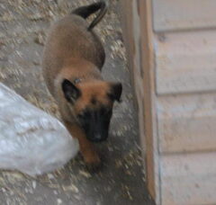 Foto 2 van de pups