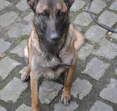 Foto 3 van de pups