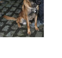 Foto 4 van de pups