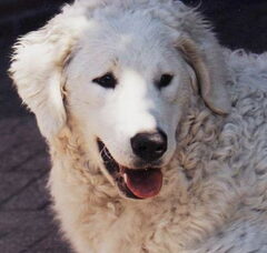 Foto 2 van Aanrader!  Kuvaszkennel: Fehér Csavargo