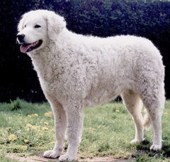 Foto 3 van Aanrader!  Kuvaszkennel: Fehér Csavargo