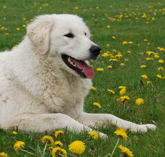 Foto 4 van Aanrader!  Kuvaszkennel: Fehér Csavargo