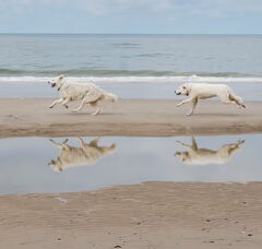 Foto 5 van Aanrader!  Kuvaszkennel: Fehér Csavargo