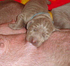 Foto 2 van de pups