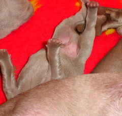 Foto 4 van de pups