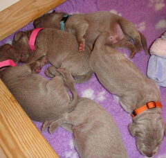 Foto 5 van de pups
