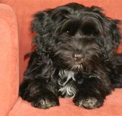 Foto 2 van de pups