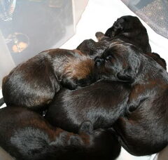 Foto 3 van de pups