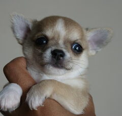 Foto 2 van de pups