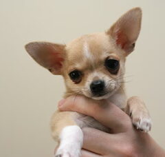 Foto 3 van de pups
