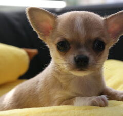 Foto 4 van de pups