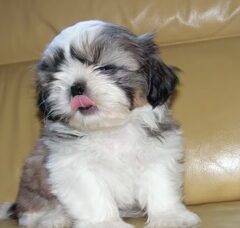 Foto 2 van de pups