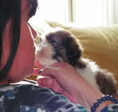 Foto 3 van de pups
