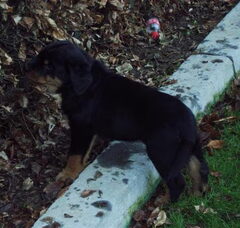 Foto 2 van de pups