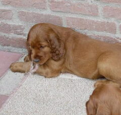 Foto 2 van de pups