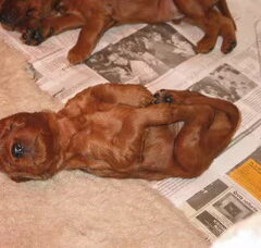 Foto 3 van de pups