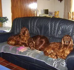 Foto 4 van de pups