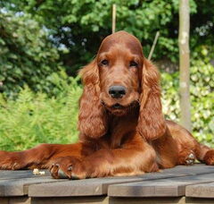 Foto 5 van de pups