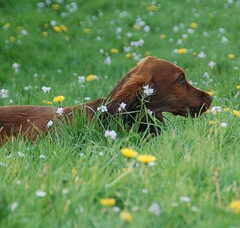 Foto 6 van de pups