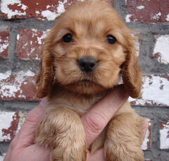 Foto 2 van de pups
