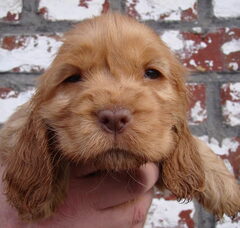 Foto 2 van de pups