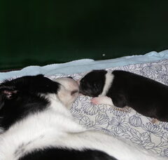 Foto 2 van de pups