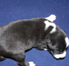 Foto 3 van de pups