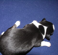 Foto 4 van de pups