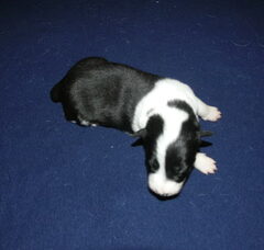 Foto 5 van de pups