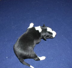 Foto 6 van de pups