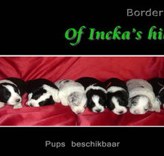 Foto 3 van Of Incka's Hills