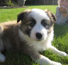 Foto 2 van de pups