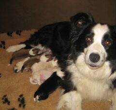Foto 3 van de pups
