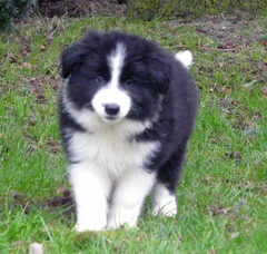 Foto 3 van de pups