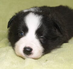 Foto 2 van de pups